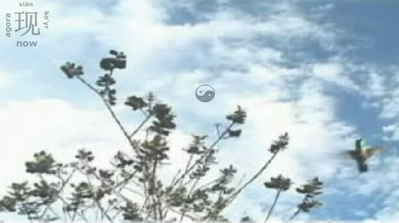colibrisetembro